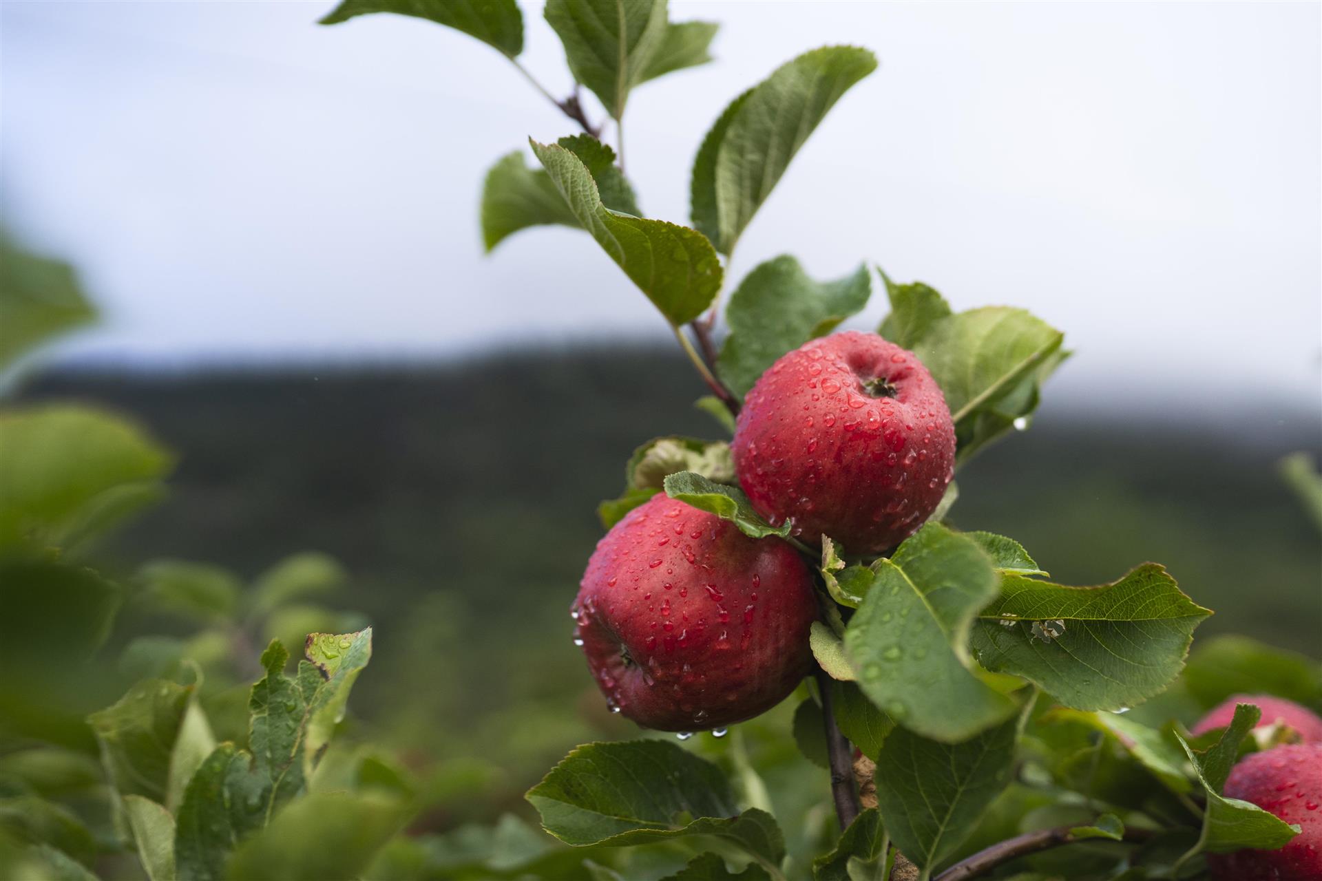 Raude epler på frukttre. Foto.