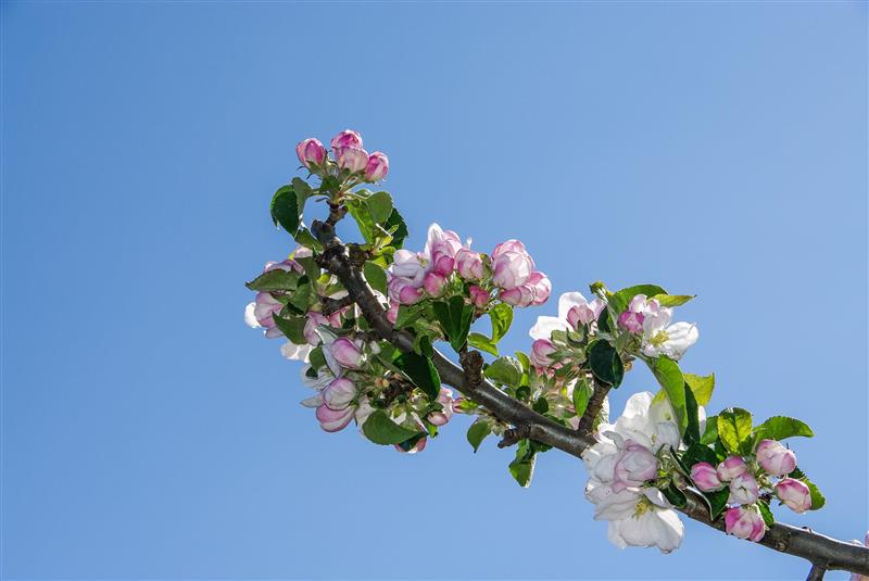 Utsprunge epleblom i kvit og rosa fargar mot ein blp himmel. Bilete. 