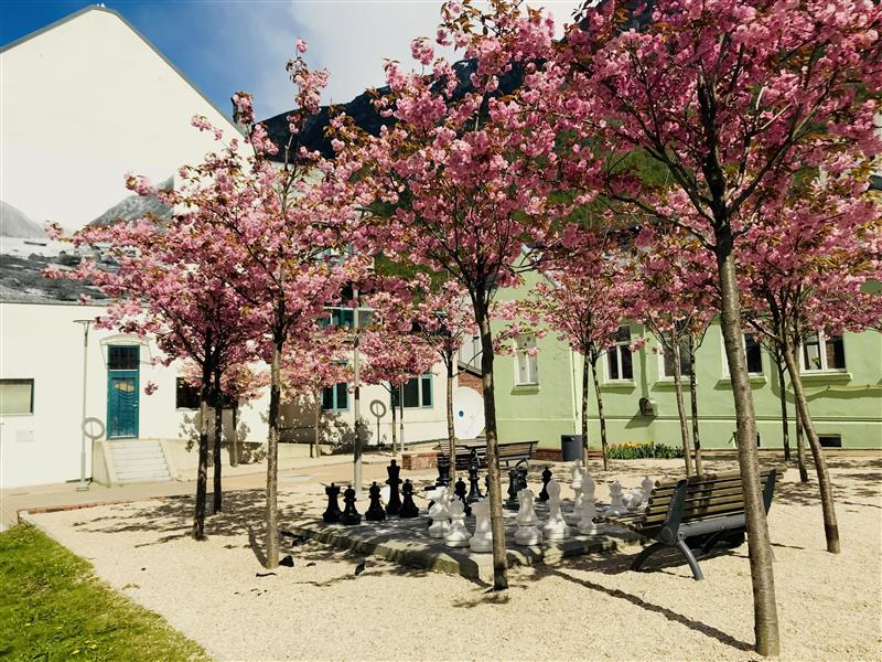 Bilete av ein park med utesjakk under blømande rosa trær. Bilete.