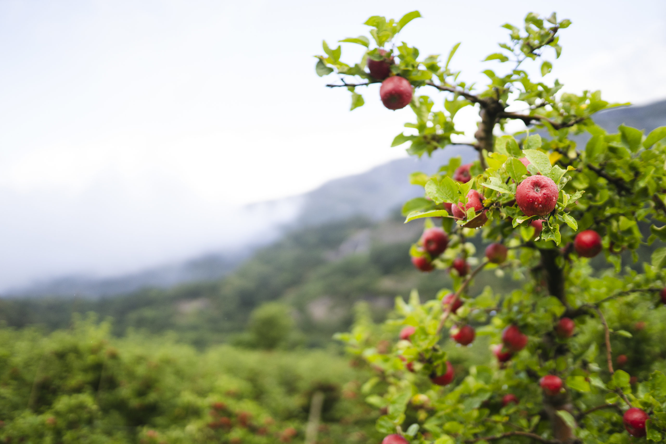 Raude epler på frukttre. Foto: Skarv Studio