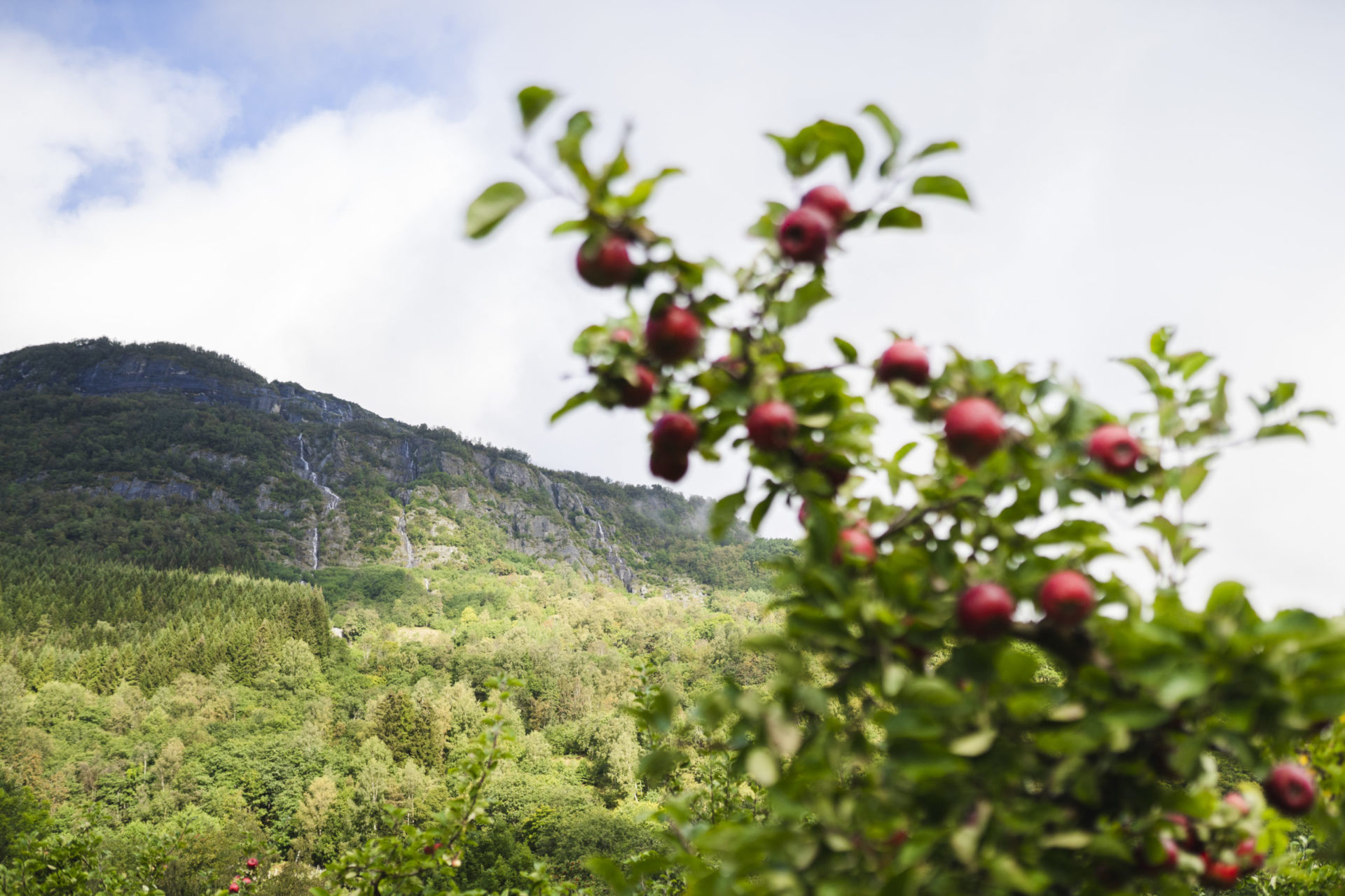 Raude epler på frukttre.  Foto: Skarv Studio