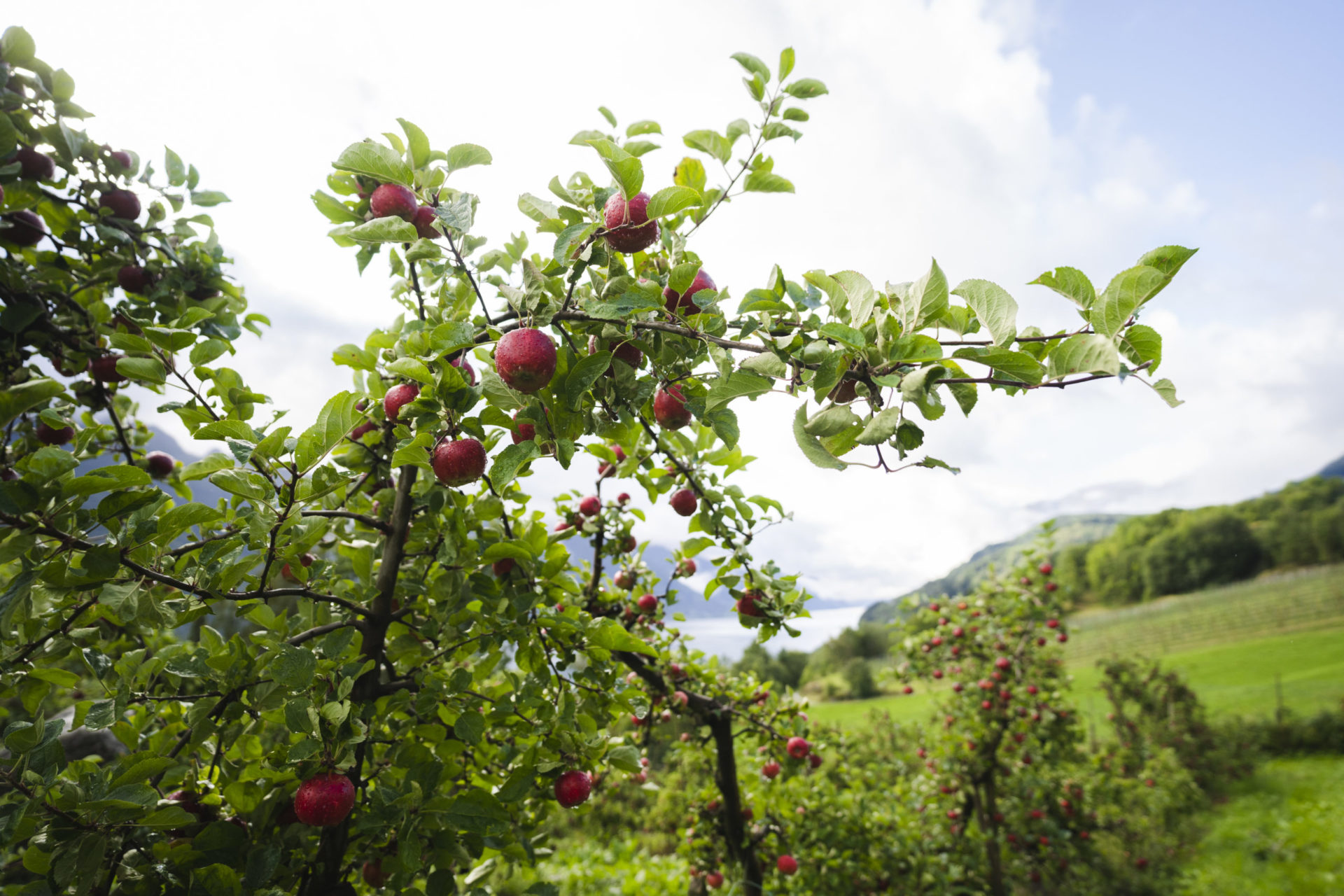 Raude epler på frukttre.  Foto: Skarv Studio