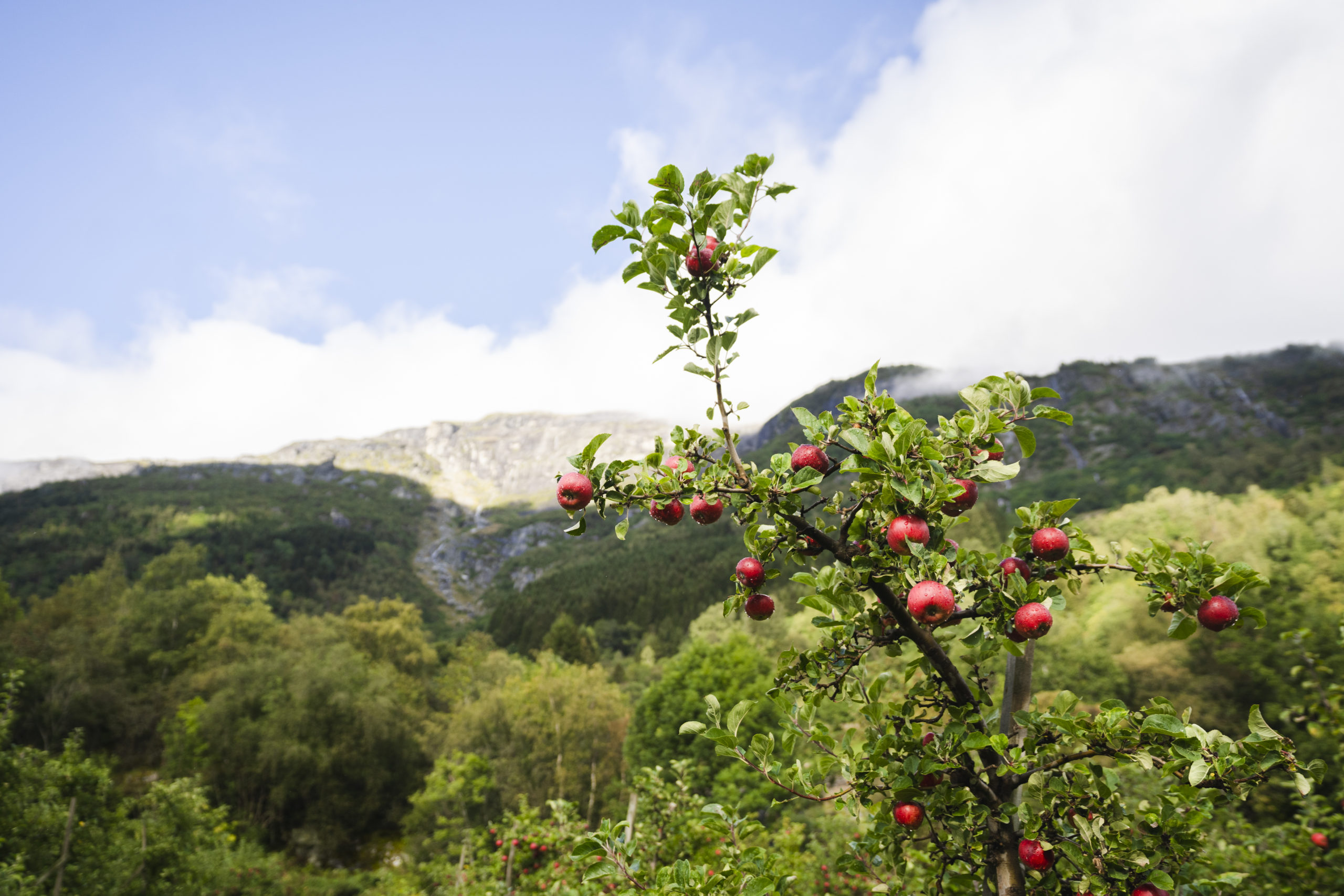 Raude eple på frukttre. Foto: Skarv Studio