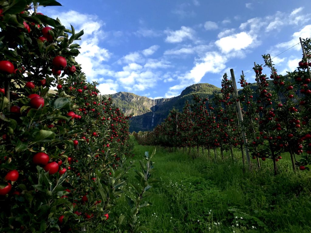 Lofthus eple 3 - Foto: Sigrid Dagestad.JPG